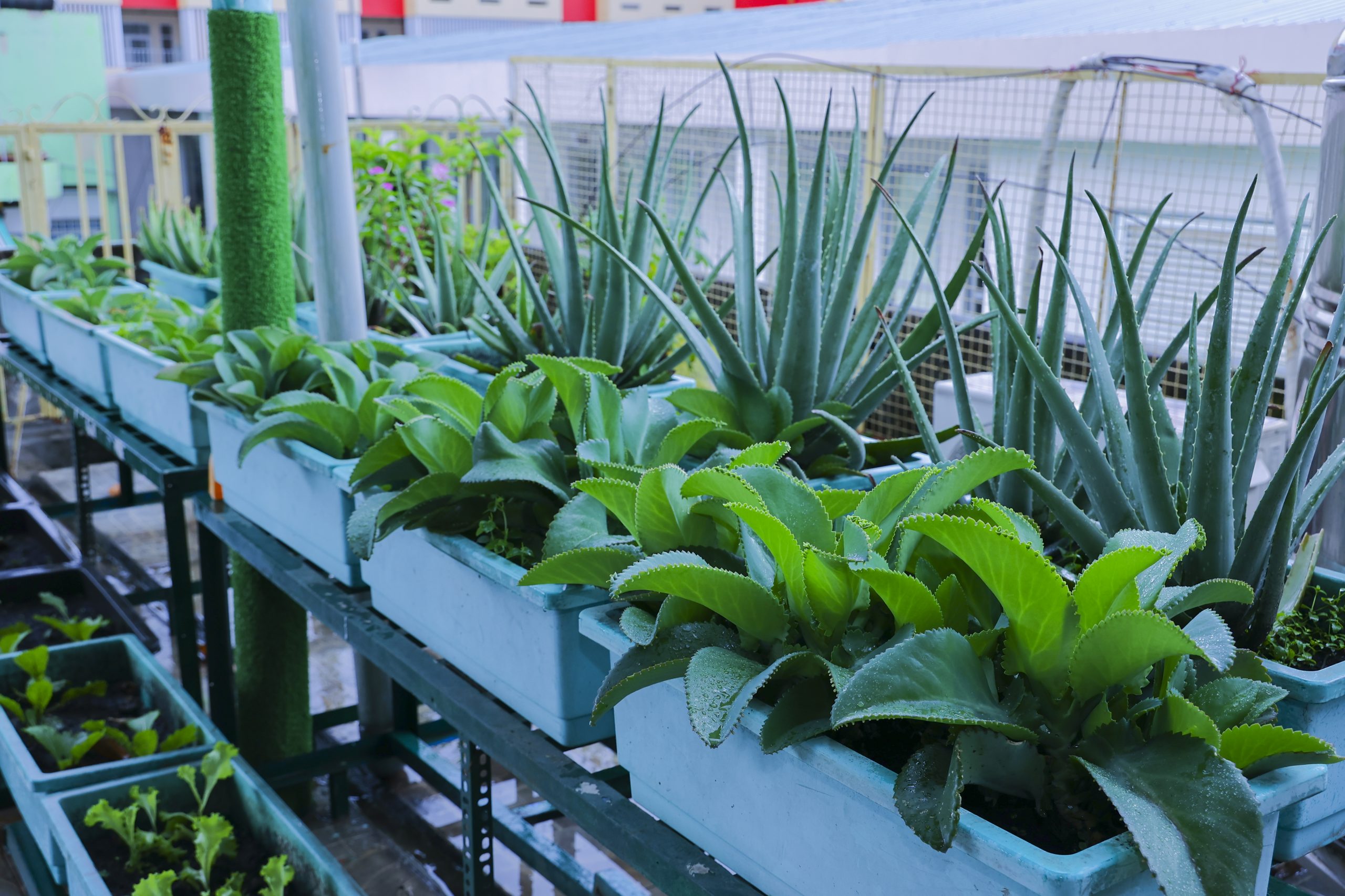 CÔNG KHAI MỨC THU NĂM HỌC 2024- 2025